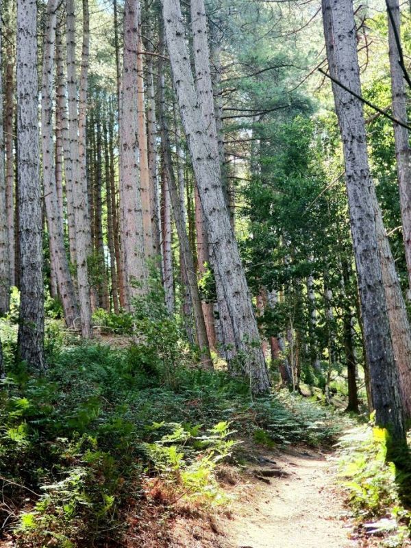 Hedley Hill Woods 1